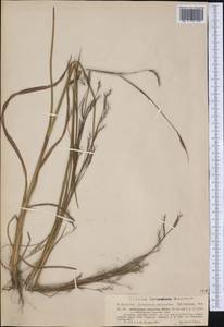 Schizachyrium scoparium (Michx.) Nash, Америка (AMER) (США)