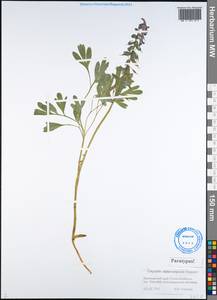 Corydalis nidus-serpentis Stepanov, Сибирь, Алтай и Саяны (S2) (Россия)