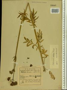 Valeriana excelsa subsp. sambucifolia (J. C. Mikan ex Pohl) Holub, Восточная Европа, Северный район (E1) (Россия)