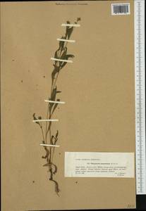 Persicaria lapathifolia subsp. pallida (With.) S. Ekman & Knutsson, Западная Европа (EUR) (Польша)