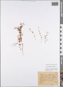 Подмаренник топяной L., Восточная Европа, Центральный район (E4) (Россия)