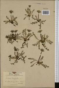 Taraxacum marginatum (Dahlst.) Dahlst., Западная Европа (EUR) (Швеция)