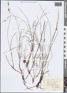 Осока шаровидная L., Восточная Европа, Северный район (E1) (Россия)