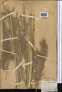 Сахарный тростник равеннский (L.) L., Средняя Азия и Казахстан, Сырдарьинские пустыни и Кызылкумы (M7)