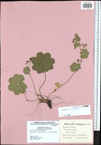 Манжетка неприкрытая Juz., Восточная Европа, Центральный район (E4) (Россия)