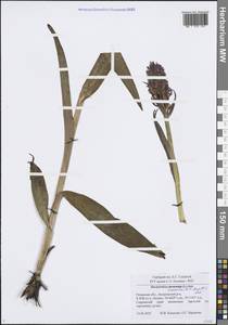 Пальчатокоренник кровавый (O.F.Müll.) P.D.Sell, Восточная Европа, Центральный район (E4) (Россия)