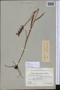 Dactylorhiza majalis subsp. lapponica (Laest. ex Hartm.) H.Sund., Восточная Европа, Московская область и Москва (E4a) (Россия)