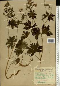 Герань лесная L., Восточная Европа, Северный район (E1) (Россия)