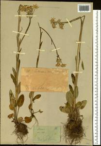 Пепельник цельнолистный (L.) Holub, Сибирь, Западный (Казахстанский) Алтай (S2a) (Казахстан)