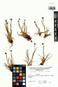 Luzula multiflora subsp. sibirica V.I.Krecz., Сибирь, Прибайкалье и Забайкалье (S4) (Россия)