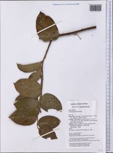 Gaultheria shallon Pursh, Америка (AMER) (США)