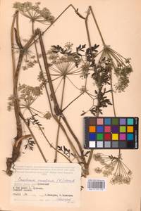 Oreoselinum nigrum Delarbre, Восточная Европа, Западный район (E3) (Россия)