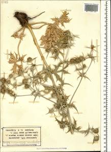 Eryngium billardierei F. Delaroche, Кавказ, Армения (K5) (Армения)