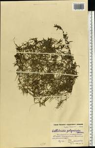 Болотник короткоплодный Sendtn., Восточная Европа, Московская область и Москва (E4a) (Россия)
