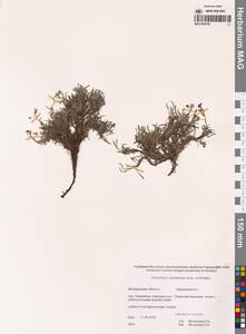 Незабудочник охотский Yurtseva & Khokhr., Сибирь, Чукотка и Камчатка (S7) (Россия)