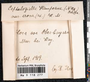 Cephaloziella hampeana (Nees) Schiffn. ex Loeske, Гербарий мохообразных, Мхи - Западная Европа (BEu) (Германия)