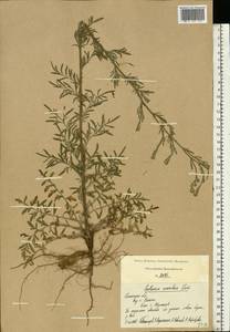 Centaurea stoebe subsp. stoebe, Восточная Европа, Центральный район (E4) (Россия)