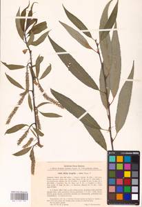 Salix alba × fragilis, Восточная Европа, Латвия (E2b) (Латвия)