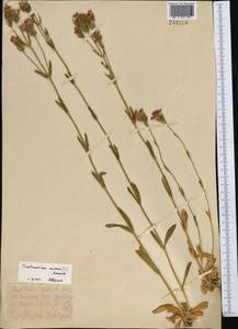 Centaurium erythraea subsp. erythraea, Средняя Азия и Казахстан, Копетдаг, Бадхыз, Малый и Большой Балхан (M1) (Туркмения)
