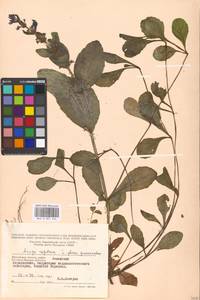 Живучка ползучая L., Восточная Европа, Московская область и Москва (E4a) (Россия)