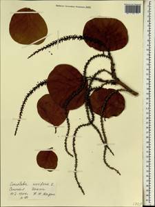 Coccoloba uvifera (L.) L., Африка (AFR) (Сенегал)