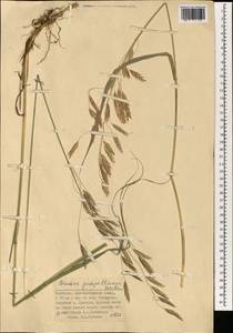 Костер Пампелла Scribn., Монголия (MONG) (Монголия)