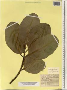 Калофиллум волокнистолистный L., Африка (AFR) (Сейшельские острова)