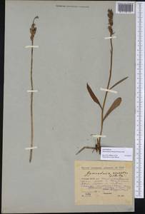 Dactylorhiza maculata subsp. fuchsii (Druce) Hyl., Сибирь, Якутия (S5) (Россия)