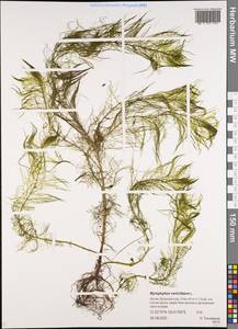 Уруть мутовчатая L., Сибирь, Якутия (S5) (Россия)