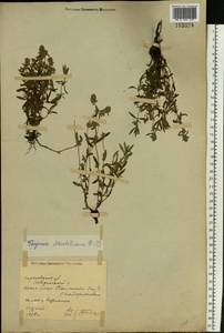 Thymus pannonicus All., Восточная Европа, Северо-Украинский район (E11) (Украина)