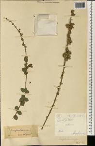 Scrophulariaceae, Африка (AFR) (Мали)