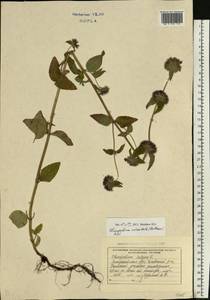 Clinopodium vulgare subsp. orientale Bothmer, Восточная Европа, Западно-Украинский район (E13) (Украина)