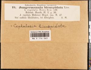 Cephalozia bicuspidata (L.) Dumort., Гербарий мохообразных, Мхи - Западная Европа (BEu) (Германия)