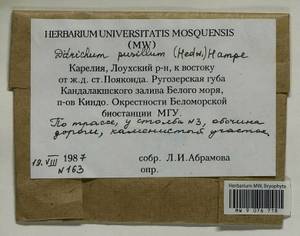 Ditrichum pusillum (Hedw.) Hampe, Гербарий мохообразных, Мхи - Карелия, Ленинградская и Мурманская области (B4) (Россия)