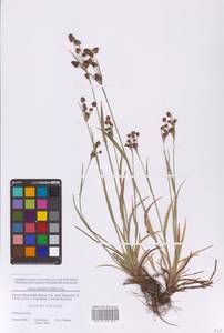 Ожика многоцветковая (Ehrh.) Lej., Восточная Европа, Московская область и Москва (E4a) (Россия)