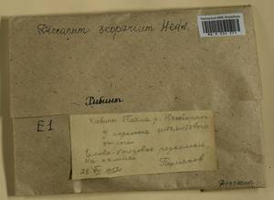 Dicranum scoparium Hedw., Гербарий мохообразных, Мхи - Карелия, Ленинградская и Мурманская области (B4) (Россия)
