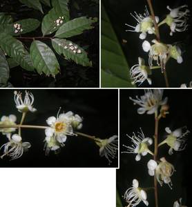 Prunus javanica cf MW-DigiPic0000004, Prunus javanica (Teijsm. & Binn.) Miq., Зарубежная Азия (ASIA) (Вьетнам)
