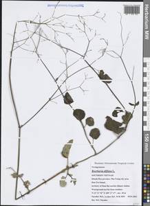 Берхавия раскидистая L., Зарубежная Азия (ASIA) (Вьетнам)