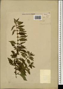 Зюзник высокий L.fil., Кавказ, Грузия (K4) (Грузия)