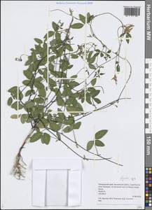 Соя уссурийская (Siebold & Zucc.) H.Ohashi, Сибирь, Дальний Восток (S6) (Россия)