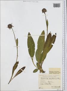 Сивец луговой Moench, Западная Европа (EUR) (Болгария)