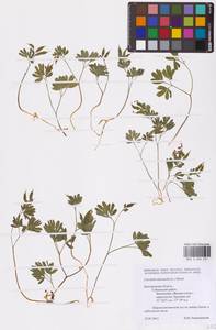 Хохлатка промежуточная, Хохлатка средняя (L.) Mérat, Восточная Европа (без точных пунктов) (E0)