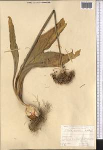 Allium komarowii Lipsky, Средняя Азия и Казахстан, Памир и Памиро-Алай (M2) (Таджикистан)