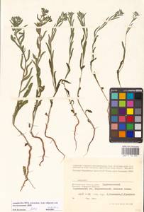 Липучка, Восточная Европа, Нижневолжский район (E9) (Россия)