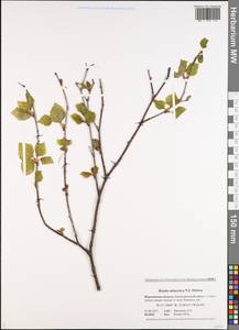 Betula pubescens subsp. pubescens, Восточная Европа, Северный район (E1) (Россия)