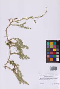 Spinulum annotinum subsp. annotinum, Восточная Европа, Московская область и Москва (E4a) (Россия)