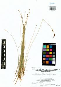 Eleocharis uniglumis subsp. uniglumis, Сибирь, Прибайкалье и Забайкалье (S4) (Россия)