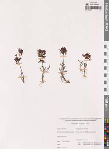 Мытник мохнатоодетый Turcz., Сибирь, Чукотка и Камчатка (S7) (Россия)