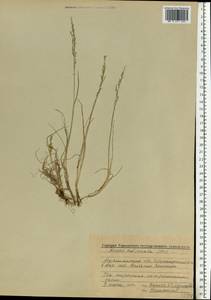 Puccinellia capillaris subsp. pulvinata (Fr.) Tzvelev, Восточная Европа, Северный район (E1) (Россия)