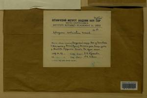 Sphagnum imbricatum Hornsch. ex Russow, Гербарий мохообразных, Мхи - Дальний Восток (без Чукотки и Камчатки) (B20) (Россия)